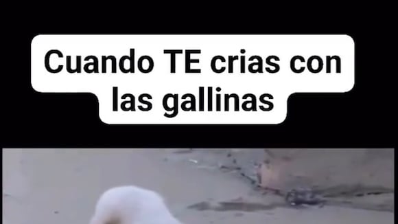 El perro gallina sí existe: se crió desde pequeño con ellas y su cacareo te dejará sorprendido. (Video fuente: TikTok)