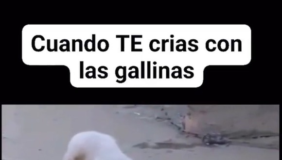 El perro gallina sí existe: se crió desde pequeño con ellas y su cacareo te dejará sorprendido. (Video fuente: TikTok)