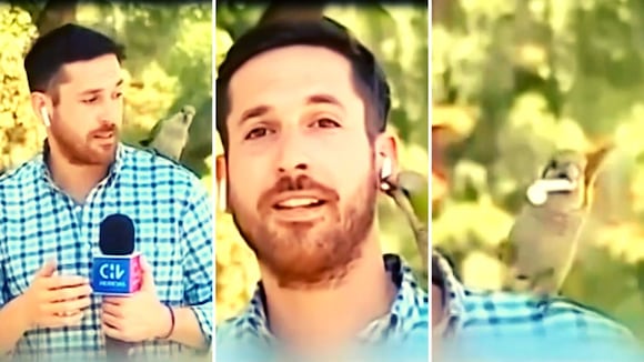 Periodista es sorprendido por un lorito en vivo