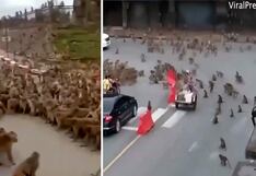 Viral: Enfrentamiento entre simios causa pánico en Tailandia