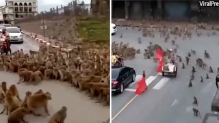 Viral: Enfrentamiento entre simios causa pánico en Tailandia