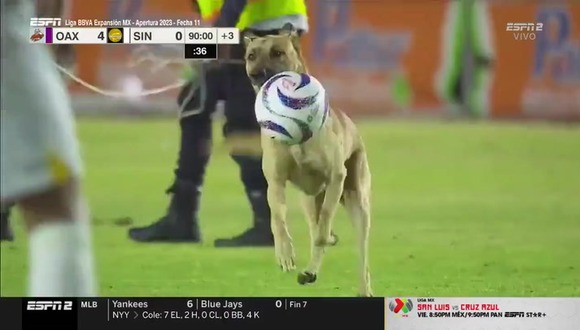 Un perro se robó el espectáculo durante el juego Alebrijes vs Dorados. (Video: ESPN 2)