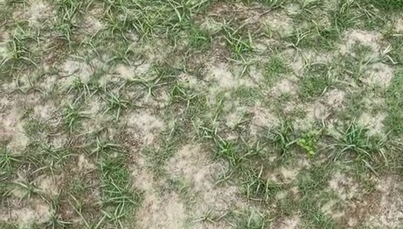 Grave denuncia de Miguel Curiel por estado del campo en el Estadio San Luis. (Video: Miguel Curiel)