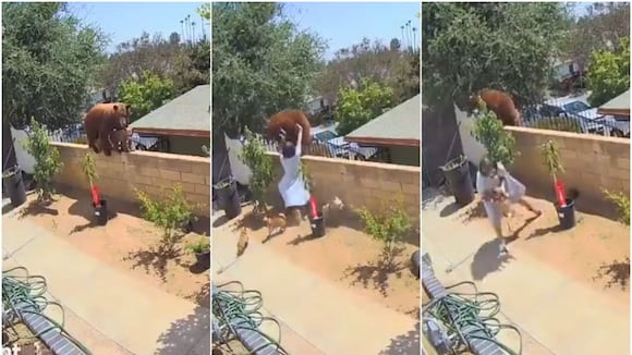 Mujer es viral al enfrentar a temible oso para salvar a sus cachorros. (TikTok/bakedlikepie)