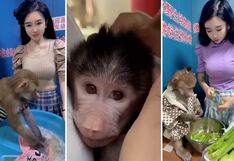 Babuino se vuelve viral al lavar ropa, ayudar a cocinar y darle de comer a su entrenadora