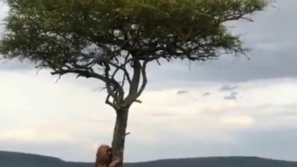 “Ahora, pues”: león trepa árbol como jaguar tras ser acorralado por manada de búfalos. (Video fuente: Instagram)