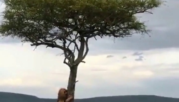 “Ahora, pues”: león trepa árbol como jaguar tras ser acorralado por manada de búfalos. (Video fuente: Instagram)