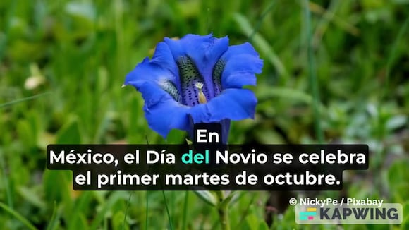Flores azules por el Día del Novio
