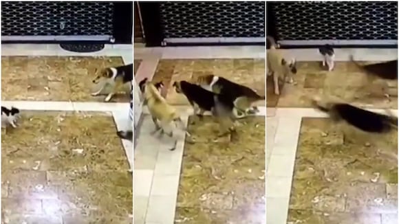 Así reaccionó una gata contra tres perros callejeros que intentaron meterse con sus crías. (Reuters/Twitter)