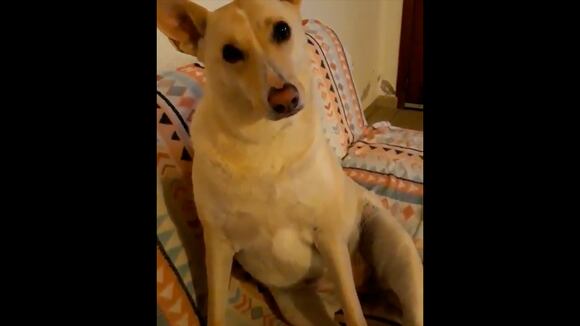 La hilarante respuesta de un perro ante dos preguntas se vuelve viral