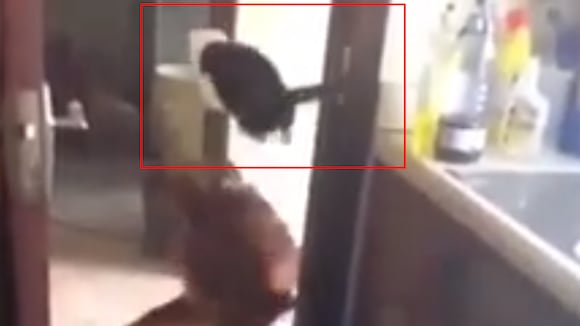 Gato realiza un espectacular salto para escapar de un perro que lo había acorralado