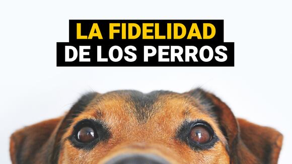 ¿Por qué los perros son tan fieles?