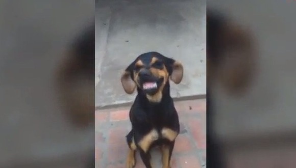 TikTok: perra sonríe cuando la culpan por una travesura y su reacción es viral (06/09/2020)