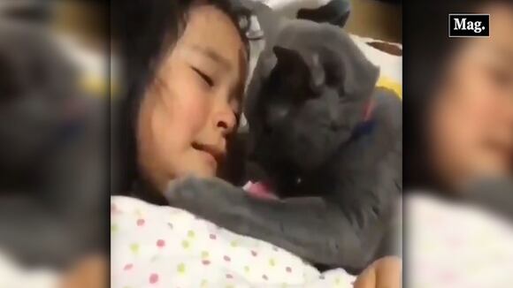 Viral: gatito consuela llanto de una niña