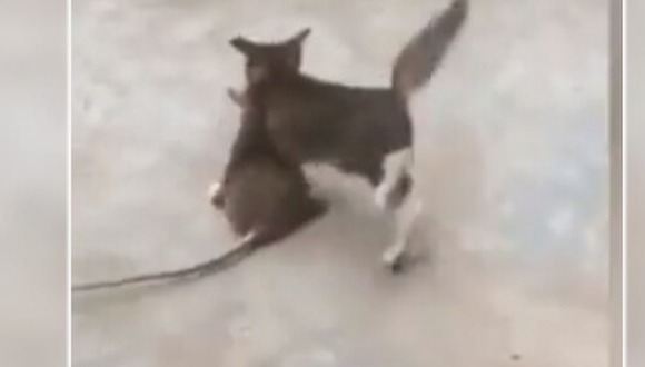 Rata gigante y gato bebé pelean a muerte y gresca es viral en redes sociales. (Video: TikTok)