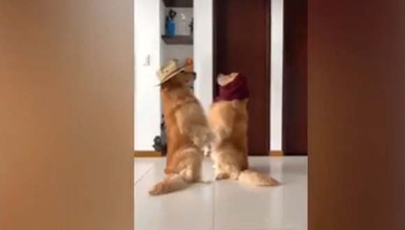 Perro protagoniza versión del 'Me miró y la miré challenge' y es viral en TikTok (04/10/2020)
