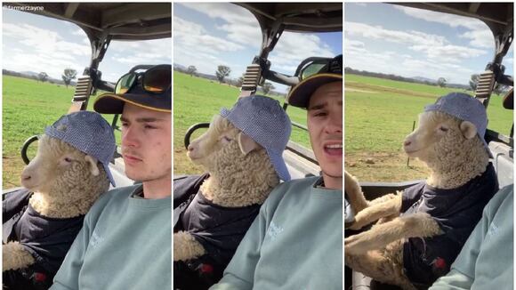 'Johnny el Cordero' junto a Zayne Hall dando un paseo. (Video: TikTok de @farmerzayne)