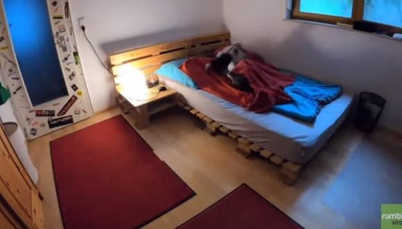 Cámara oculta reveló qué hace un perro cuando se queda solo y momento es viral (17/10/2020)