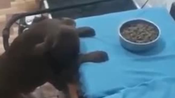Perros rezan con su dueño antes de comer
