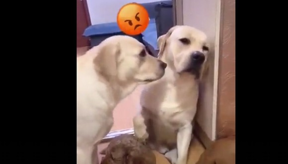 Perro chivato es viral en redes sociales tras delatar a su amigo frente a su amo (18/10/2020)