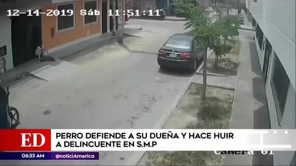 Perro impide asalto a su dueña y ataca al delincuente armado en San Martín de Porres