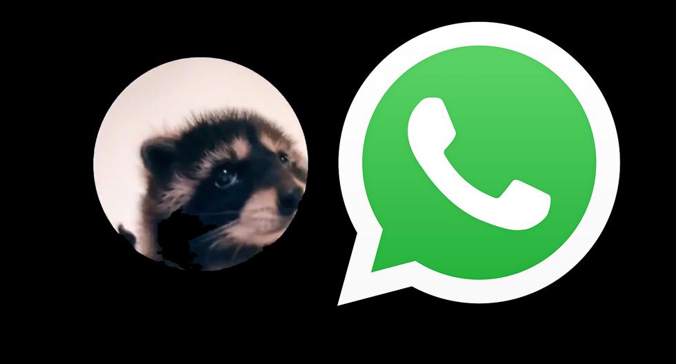 WhatsApp |  How to Download Animated “Pedro the Raccoon” Sticker |  Tantra 2024 |  Nnda |  nnni |  Game-play