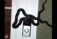 ¡Es de terror! Enorme serpiente tocó el timbre de una casa en Estados Unidos