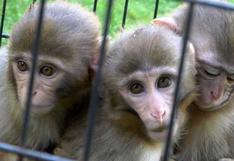 El tierno abrazo de dos monos que buscan proteger a su hermano con Síndrome de Down [VIDEO]