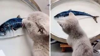 Un gatito lame la pintura de un pez en 3D que hizo su dueño al confundirlo con uno real