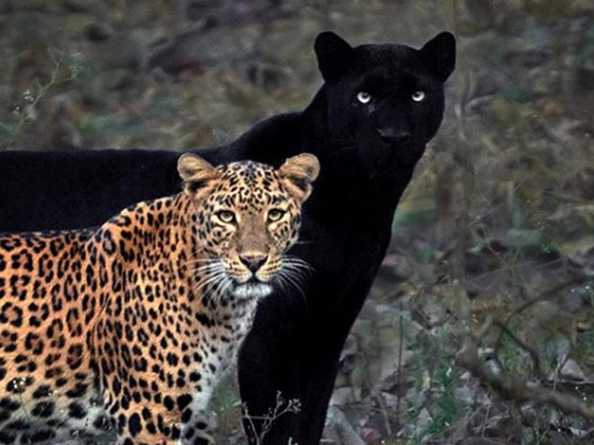 Facebook viral | La insólita foto de una pantera negra y un leopardo que  causa furor en redes sociales | OFF-SIDE | DEPOR