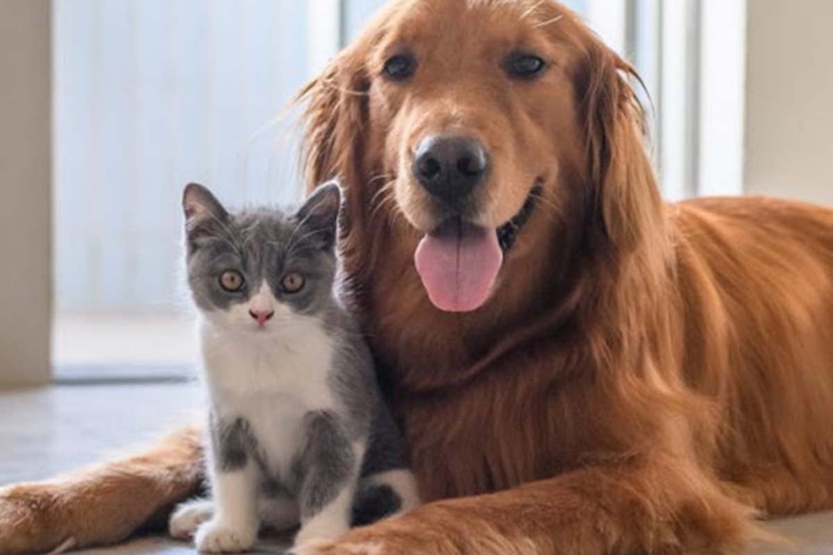 Una singular competencia entre un perro y un gato es la sensación en YouTube. | Foto: Pexels/Referencial