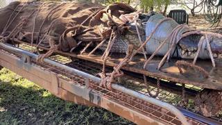 El enorme cocodrilo de 350 kilos que causó terror en una zona turística de Australia