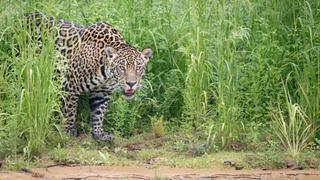 La increíble pelea entre un jaguar y un caimán que conmocionó las redes sociales