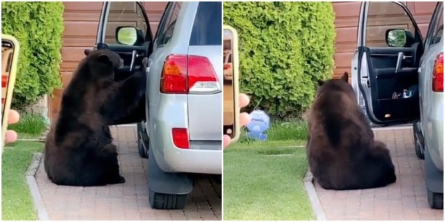 El oso estuvo a punto de subirse al vehículo. (Foto: TikTok)