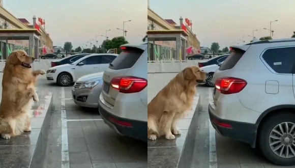 Un video viral tiene como protagonista a un perro que ayuda a su dueño a estacionar como si fuera una especie de sensor de movimiento. | Crédito: @humorandanimals / Twitter