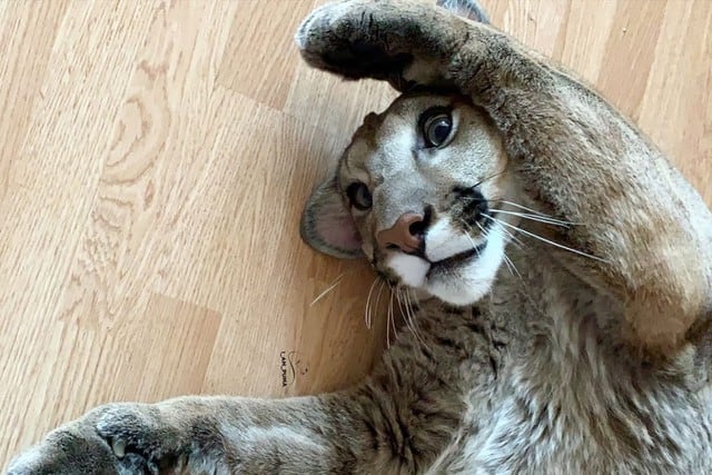 Pese a su tamaño considerable y sus 40 kilos de peso, el animal tiene un temperamento calmado pero no se lleva bien con la otra mascota de la peculiar pareja. (Foto: @l_am_puma en Instagram)