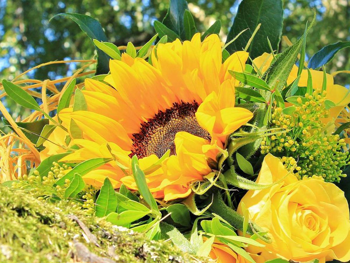 Descubre cómo se origina la costumbre de regalar flores amarillas al inicio  de la primavera en México | Floricienta | Tendencia en TikTok | Trends |  Inicio de la primavera | Floricienta |