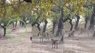 El tamaño no importa: Perro callejero lucha contra leona en asombroso video viral