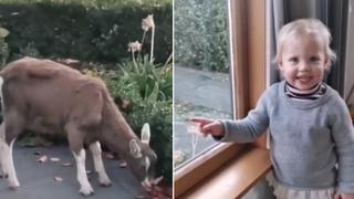 La insólita reacción de una niña al ver una cabra en el jardín de su casa