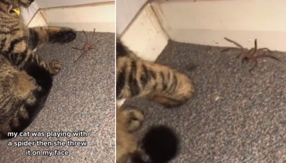 Se animó a grabar a su gata jugando con una araña y se arrepintió de ello al poco tiempo. (Foto: @wowyoufoundme__ / TikTok)