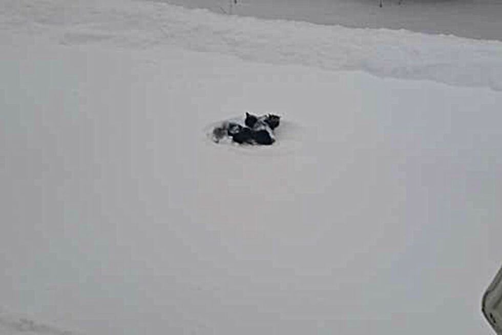  Camionero quedó conmovido al encontrar 'extraño paquete' en medio de tormenta. (Foto: Clyde Compton / The Dodo) 