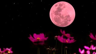 ¿A qué hora ver la Luna Rosa de abril 2023? Cuándo será el evento y cómo verlo