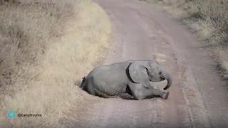 Viral: bebé elefante hace rabieta a su mamá y causa ternura en redes sociales