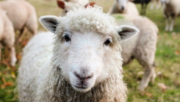 Conoce a Shaun, una oveja que se volvió tendencia en redes sociales por su impresionante aspecto. (Foto: Referencial/Pixabay)