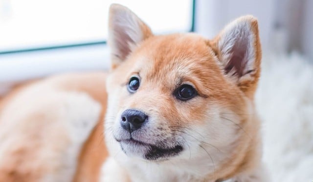 El perrito conquistó a miles en las redes. Desliza ahora para ver las imágenes. (Foto referencial: Pexels)