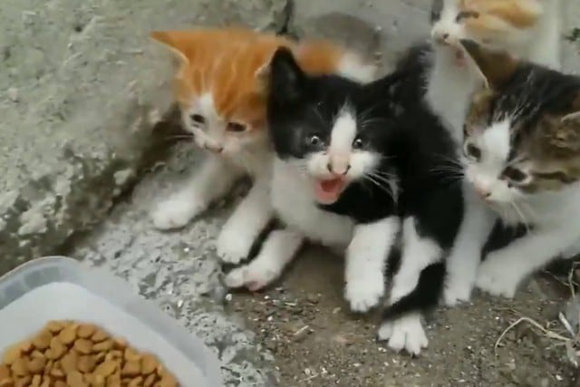 FOTO 1 DE 5 | Un video viral protagonizado por cuatro hambrientos gatitos será lo más tierno que verás en las redes sociales. | Crédito: @welcomet0nature / Twitter. (Desliza a la izquierda para ver más fotos)