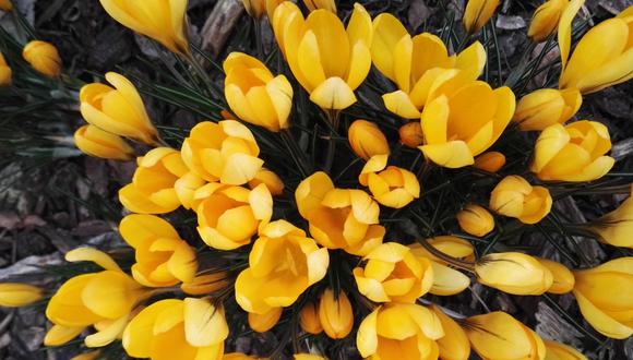 Las flores amarillas son un elemento muy relacionado con la primavera (Foto: Pexels)