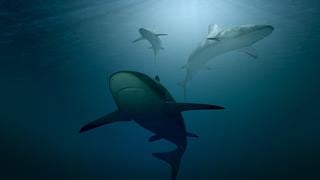 Encuentro cercano tipo: Tiburones rodean a veraneantes a bordo de una balsa inflable