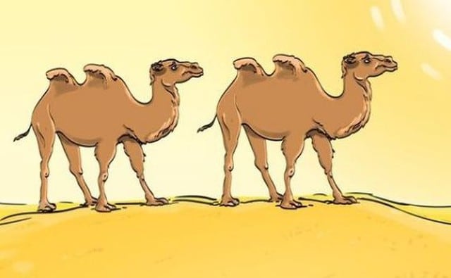Halla lo que está mal en la imagen viral de los camellos en medio del desierto. (Difusión)
