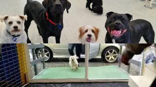 Las mejores reacciones de perros al volver a guardería canina después de cuarentena por COVID-19